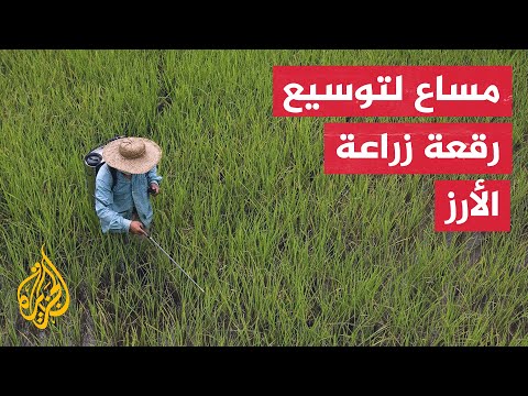 جهود حكومية لتحقيق الاكتفاء الذاتي من إنتاج الأرز في موريتانيا