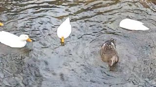 ducks eating a frog | 오리들의 개구리 쟁탈전