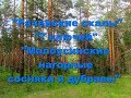 Поход по Сызранским лесам. Рачейские скалы, 7 ключей, Малоусенские нагорные сосняки и дубравы