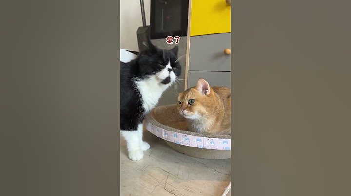 上门喂猫，两母一公3只猫咪上演猫猫家庭伦理剧，多猫家庭可也太炸裂了！ #上门喂猫  #疯铲姐妹  