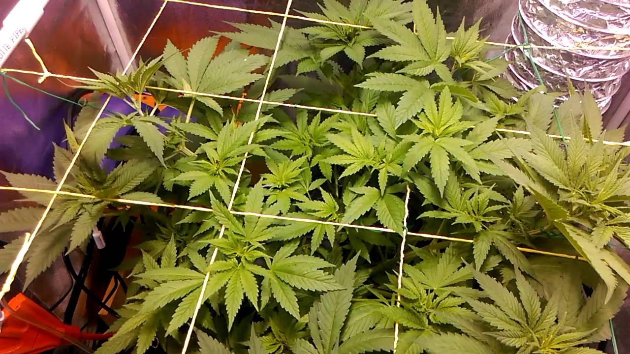 Delicious Candy trellised