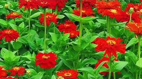 45 - سورة الجاثية بصوت الشيخ ماهر المعيقلي حفظه الله