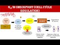 G2m checkpoint  cell cycle regulation