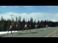 Reindeer running near north pole alaska
