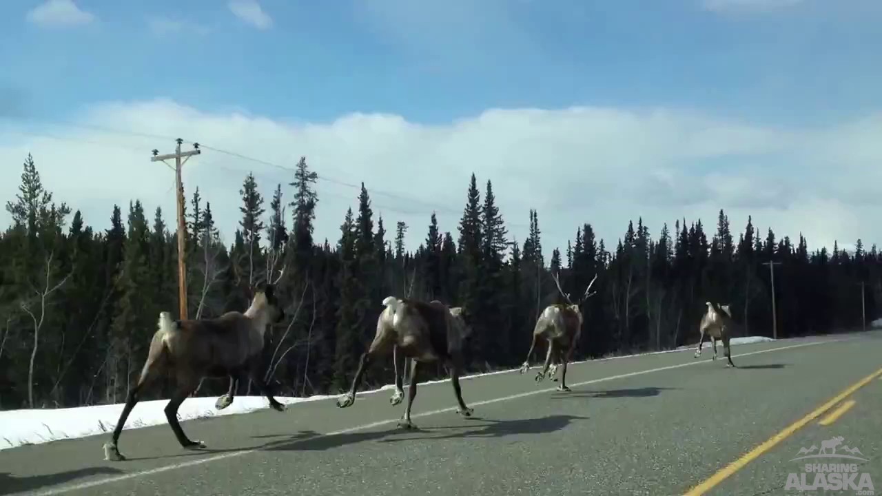 Reindeer running near North Pole, Alaska YouTube