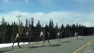 Reindeer running near North Pole, Alaska