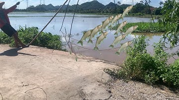 THU HOẠCH LỘC TRỜI: Lũ Về Bất Ngờ, Bắt Cá Béo Múp Míp Giữa Ruộng Lúa Mất Trắng!