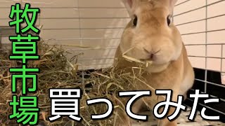 【うさぎ】牧草市場で新しいチモシーを買いました #25【ミニレッキス】