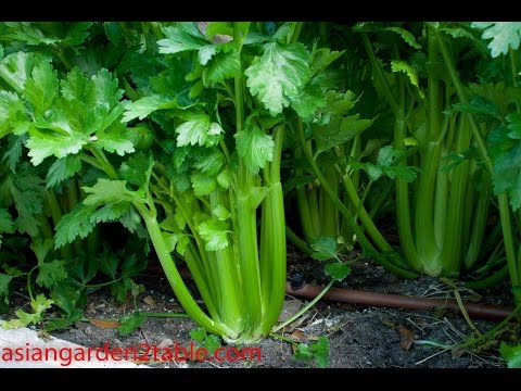 Video: Planting celery seedlings in the 2020 lunar calendar