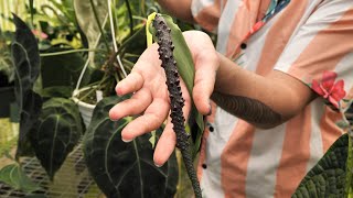 3 NEW Anthurium Hybrids!