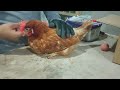 MI GALLINA PONEDORA NO PUEDE CAMINAR (PARTE 2)