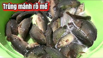 Lũ Về Dữ Dội Quá Rồi Cá Khủng Ăn Rất Bạo Luôn-Câu Cá Rô Đồng / lãng tử miền tây T 54