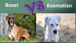 Boxer VS Boxmatian - Breed Comparison - Boxmatian and Boxer Differences by BreedBattle 293 views 2 years ago 5 minutes, 37 seconds