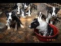 RSPCA Puppy Farm Rescue