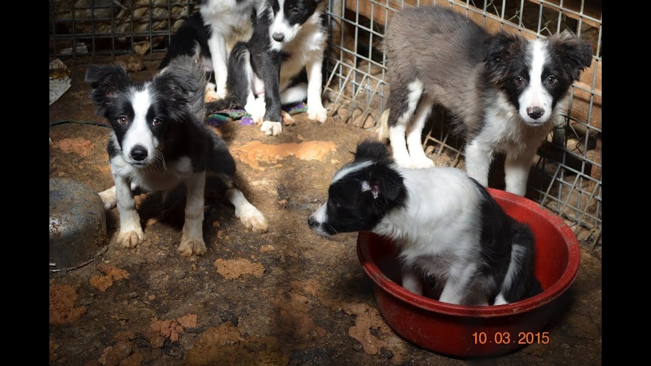 rspca dog shelter near me