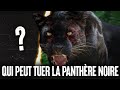 5 animaux qui pourraient vaincre une panthre noire 