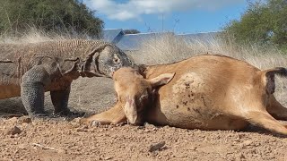 crittercam of our local wildlife, verry amazing stream!!