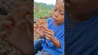 Menemukan Jamur Kuping Salju Liar Berwarna Cokelat Di Hutan