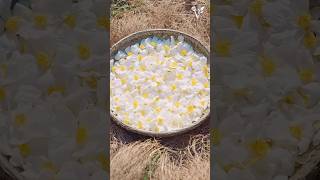 walnut soap 🧼@NaziaNasim-r4n #subscribemychannel #trendyvideo #shortreels #youtubeshorts 🎯1k