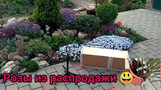 💥розы из питомника"Александра"💥-распаковка заказа из распродажи 🌹😊