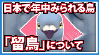 【羽鳥ぽぽぽ】】年間みられる鳥「留鳥」について【第291羽】
