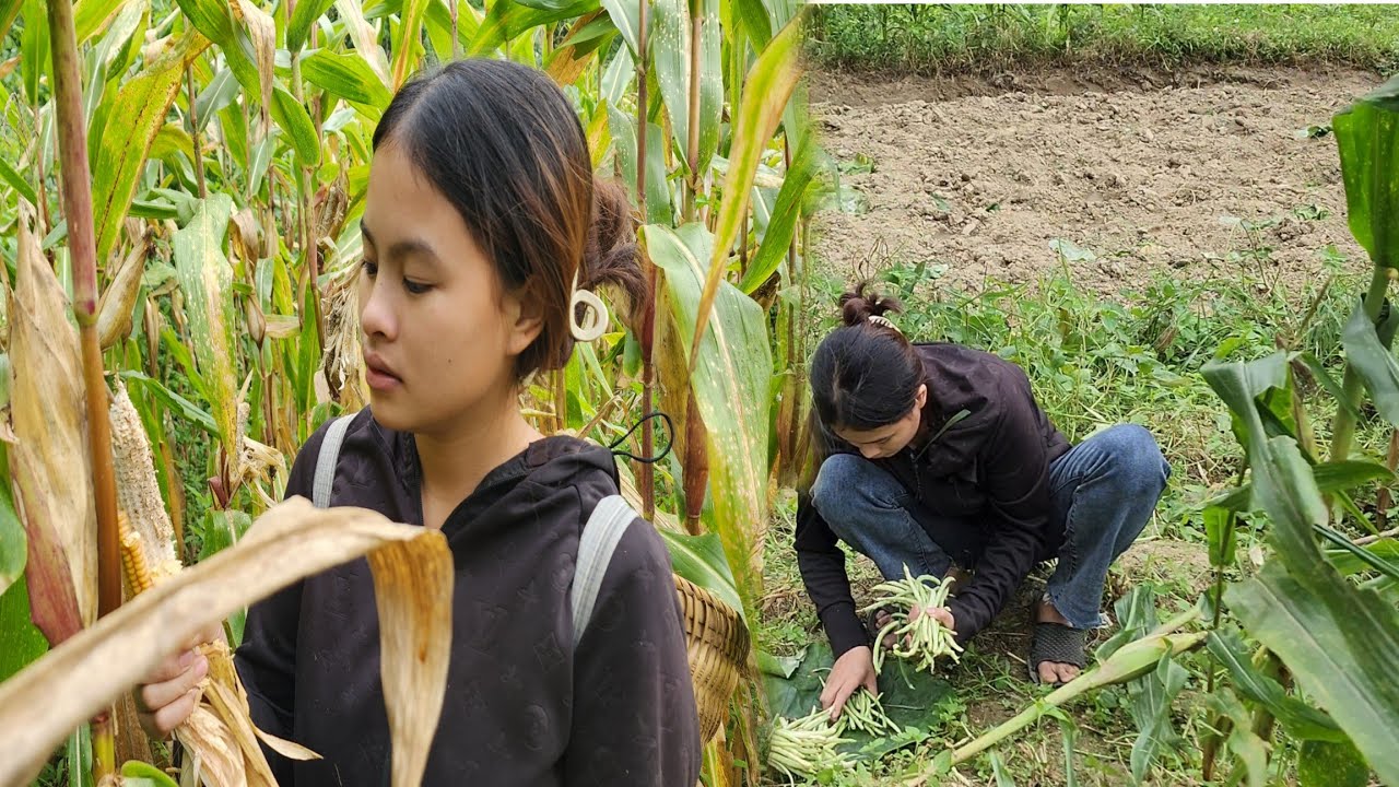 A 16-year-old single mother harvests corn and picks beans to sell - YouTube