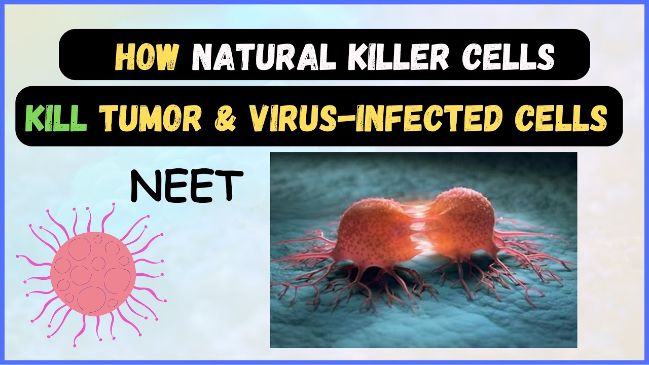 How Natural Killer Cell Works? in Hindi | Neet | KB Learnings