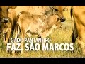 Conheça um pouco do Gado Pantaneiro (Jardim - MS)