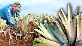 The thistle. Burying the stems (without the use of plastics) for consumption at Christmas