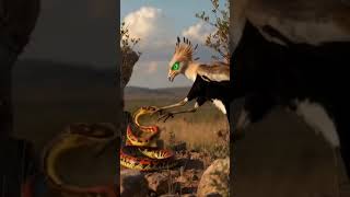 #animals #shorts #subscribe #wildlife #snake #viral