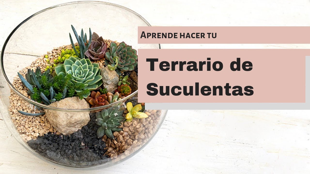 Como hacer un terrario