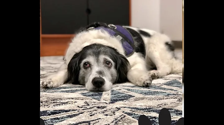 Ask an Advocate: Animal abuse and domestic violence