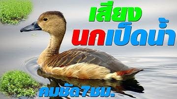 นกเป็ดน้ำ นกเป็ดแดง เสียงนกเป็ดน้ำ ชัด100% เสียงนกเป็ดต่อกลางคืน ได้ผล100% เสียงนกเป็ดใหม่ล่าสุด