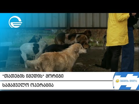 პატრონებისგან მიტოვებული ძაღლები ნასაკირალის უღელტეხილზე - „თათების იმედის“ მორიგი სამაშველო ოპერაცა