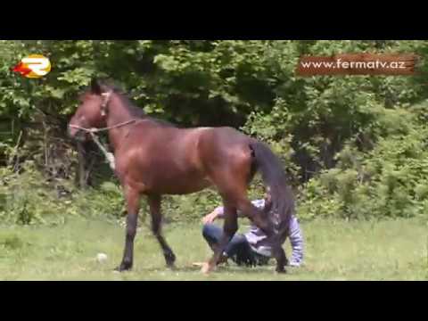 Video: İlk heyvanı insan əhliləşdirib?