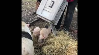 Two saved baby pigs and their Dad