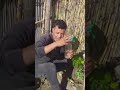 إيجاد دواء طبيعي ضد الملديو العنب فابور    اكسبلور   