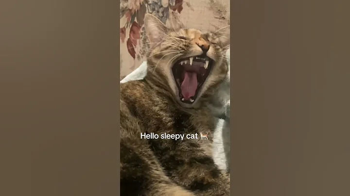 Video 10559501: cat cutecat funnycatvideos, sleeping cat cutecat, cat cute funnycatvideos, cat cutecat funny, lazy cat, cat eating food
