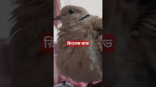 ঘুঘু পাখি ?? | পোষা পাখি ?? | shorts all lovebirds