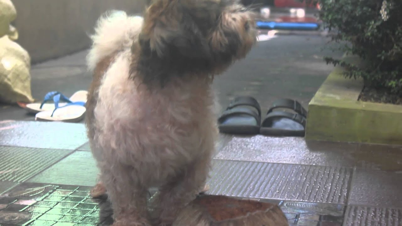 Our Dog Scrubs the Floor YouTube