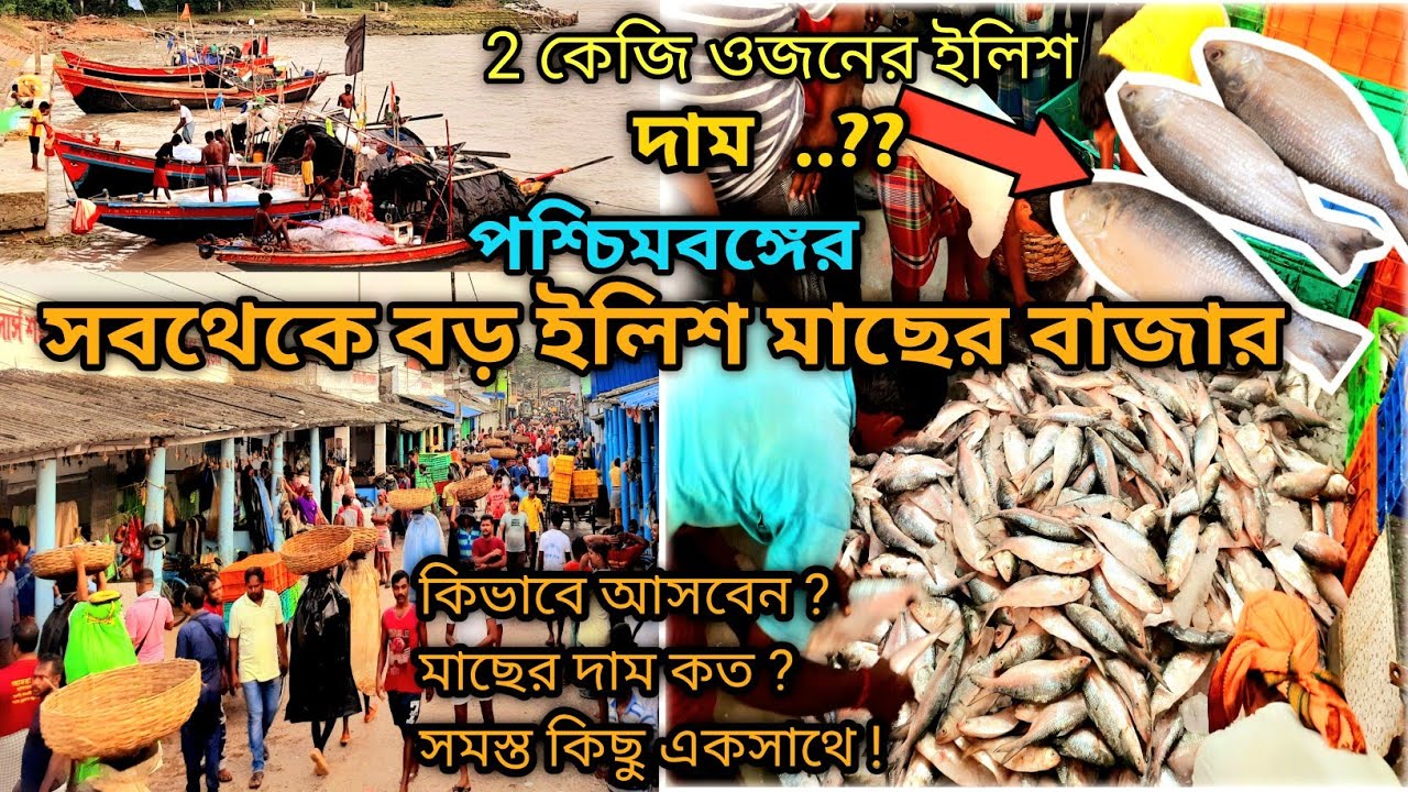 পশ্চিমবঙ্গের সবথেকে বড় ইলিশ মাছের বাজার 😍। Diamond Harbour Wholesale Fish Market ।