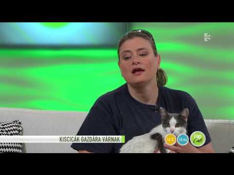 Videó: Érdemes-e Vidéki Macskát Ivartalanítani