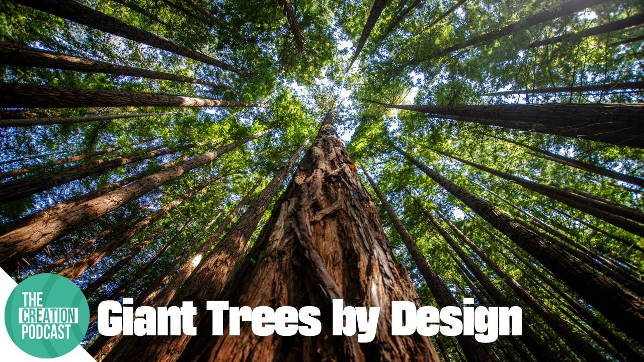 Гигантские секвойи: слишком сложны, чтобы быть случайными.