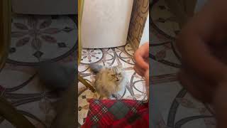 Кошка Лаки просит колбаску  😻 #кот #котики #коты #кошка #кошки #блогер