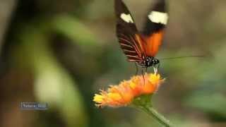 Video voorbeeld van "Richard Clayderman - Wind Beneath My Wings"