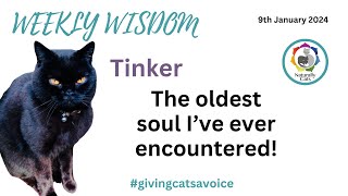 Weekly wisdom. The oldest soul I've ever worked with - Tinker by Naturally Cats - Help for anxious cats & humans 83 views 3 months ago 15 minutes