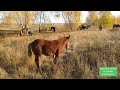 Лошади в октябре, пришли погрется и отдохнуть на точку !