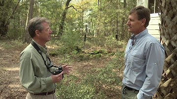 How to Attract Birds to Your Backyard