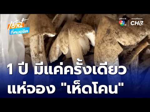 Only Once a Year: People Scramble to Buy "Termite Mushrooms" Like They're Giving Them Away for Fr...