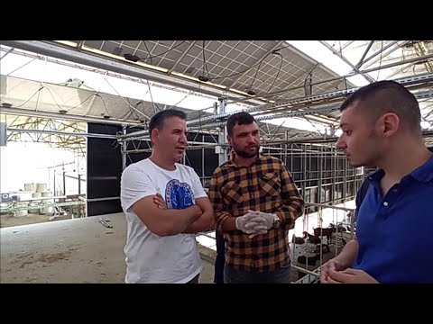 Video: Çıplak Salyangoz Bakımının 3 Yolu
